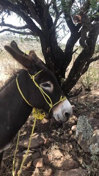 Video burro en una granja feliz
