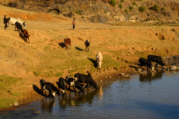 Troupeau s'abreuvant à une rivière