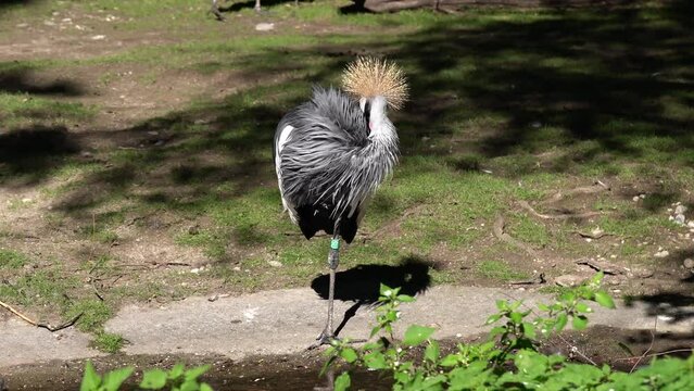 Black Crowned Crane, Balearica pavonina in a park
The Black Crowned Crane, Balearica pavonina is a bird in the crane family Gruidae.