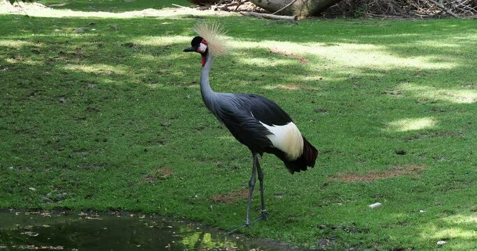 Black Crowned Crane, Balearica pavonina in a park
The Black Crowned Crane, Balearica pavonina is a bird in the crane family Gruidae.