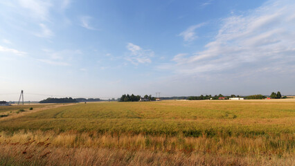 Fototapeta na wymiar Wheat fields in the Loire valley. Mareau-aux-Prés village
