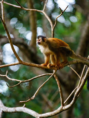 Naklejka na ściany i meble Common Squirrel Monkey (Saimiri sciureus) in deep jungle shade in Costa Rica