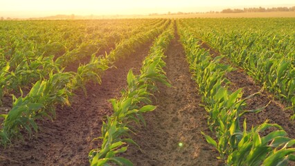 corn field leaf sprout green sunset, agriculture, fresh corn sprout agriculture field row sunset, Evening sunset camera field vibrant planted farming harvest day ripening seedlings maize sprouts crop