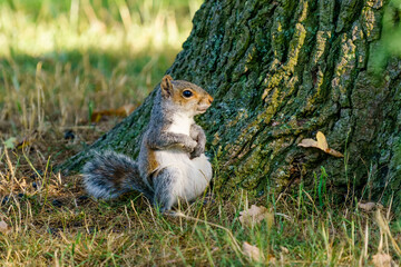 Young Gray Squirrel (Sciurus carolinensis) sitting on is rear, taken in London, England