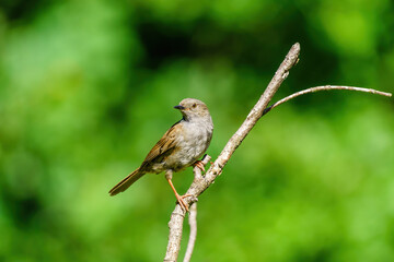 Portrait of a Dunnock (Prunella modularis) perched on an isolated branch, taken in London, England