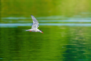 Common Tern (Sterna hirundo) in flight against bright green reflections on a pond, London, UK