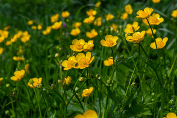 Obraz premium lose-up of Ranunculus repens, the creeping buttercup, is a flowering plant in the buttercup family Ranunculaceae, in the garden