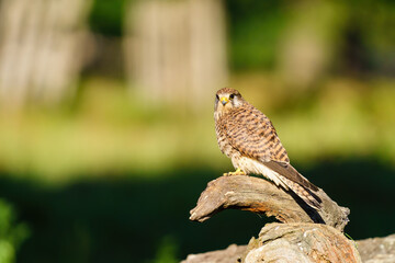 Common Kestrel (Falco tinnunculus) female perched on a log looking back to camera, taken in West London, England