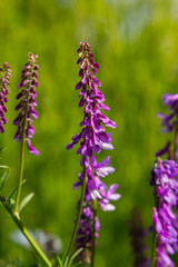 Vetch, vicia cracca valuable honey plant, fodder, and medicinal plant. Fragile purple flowers background. Woolly or Fodder Vetch blossom in spring garden