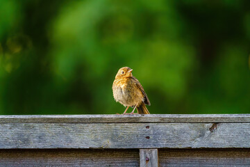 European Robin (Erithacus rubecula) juvenile parched on wooden fence, taken in London