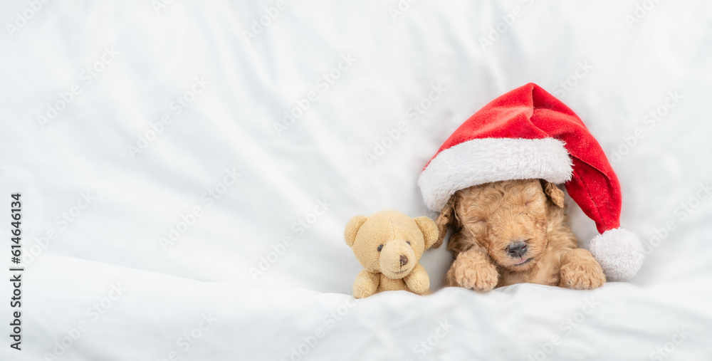 Poster tiny toy poodle puppy wearing red santa hat sleeps with toy bear under white blanket at home. top do