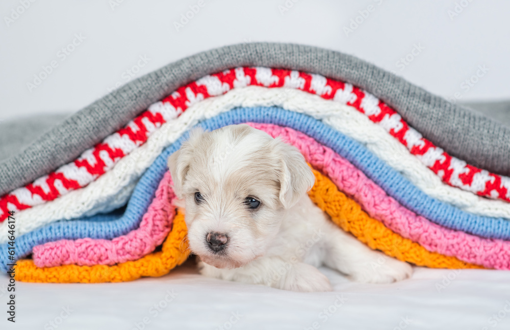 Poster tiny bichon frise puppy lying under stack of warm plaids in cold autumn or winter weather