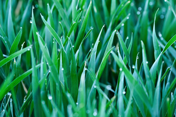 Green grass with dew drops close-up. Shallow depth of field
