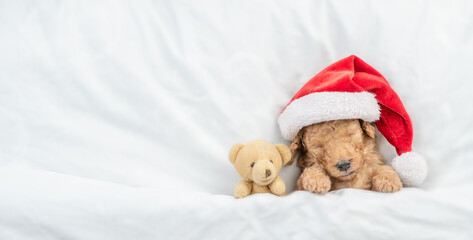 Tiny Toy Poodle puppy wearing red santa hat sleeps with toy bear under white blanket at home. Top down view. Empty space for text