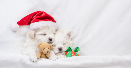 Two cute Lapdog puppies wearing red santa hat lying together with gift box and toy bear under white blanket at home. Top down view. Empty space for text