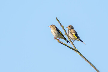 Pair of female European Goldfinch (Carduelis carduelis) perched on a twig, England