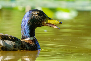 Mallard Duck (Anas platyrhynchos) male on a pond with it's beak open and it's tongue showing, taken in London