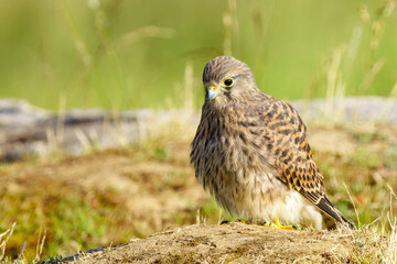 Common Kestrel (Falco Tinnunculus) juvenile investigating area near it's nest site, taken in London