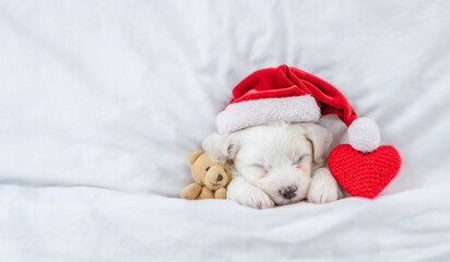 Cute Bichon Frise puppy wearing red santa hat sleeps with toy bear and red heart under white blanket at home. Top down view. Empty space for text
