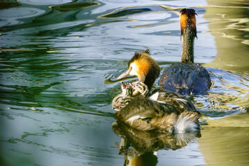Great Crested Grebe (Podiceps cristatus) chicks looking up expectantly at their parent, taken in London