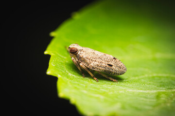 Obraz premium Spitzkopfzikade auf Blatt makro