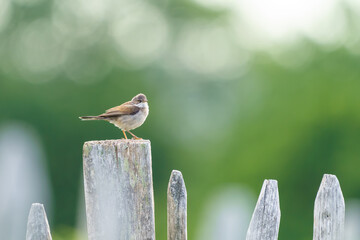 Common Whitethroat (Sylvia communis) sitting on a fence, taken in London, England