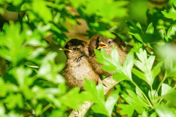 Pair of juvenile Wren (Troglodytes troglodytes) perched together deep in a bush, taken in the UK