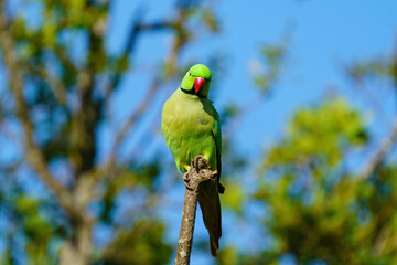 Ring-necked parakeet (Psittacula krameri) perched on the end of a broken branch, in London