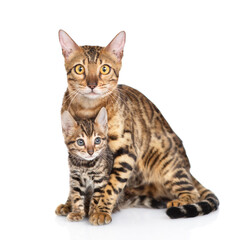 Adult bengal cat hugs tiny kitten lying together and looking at camera. isolated on white background