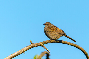 Dunnock (Prunella modularis) perched on a branch against blue sky, taken in London