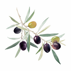 Beautiful image with hand drawn watercolor green and black olives on branch with leaves. Stock clip art illustration.