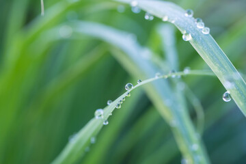 Dew drops on green grass in nature