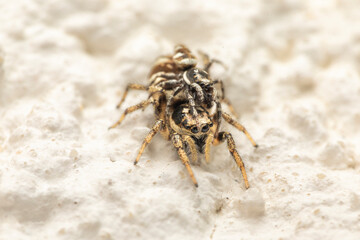 Gestreifte Zebraspringspinne bei der Paarung