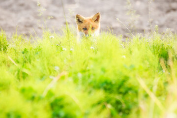 キタキツネの子ぎつね