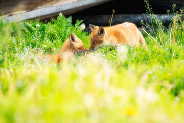 キタキツネの子ぎつね