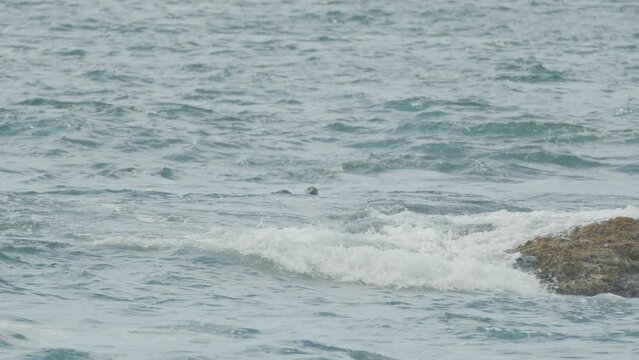 Seals Popping Heads Out of the Water in Rocky Sea Coast