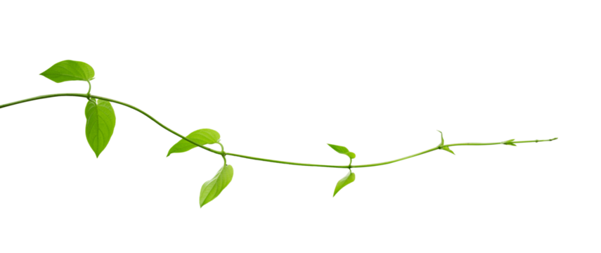 Leaves of young vines isolated