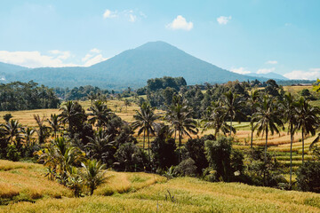 golden ripe rice terraces, coconut palm trees, high volcano in background in Bali, indonesia