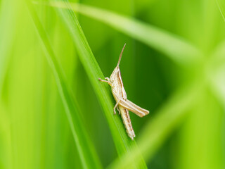バッタの幼虫