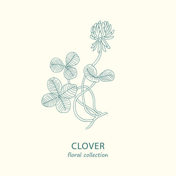 Clover. Logo. Trendy botanical elements. Hand drawn line leaves and flowers. Flower, floral illustration, blossom, bloom