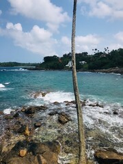beach with palm trees