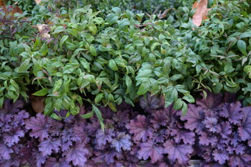 A gradation of leaves