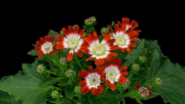 Amazing bouquet of orange Cineraria flowers blooming on black background. Easter, spring, valentine's day, holidays concept