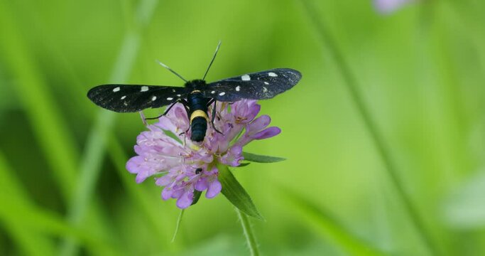 The nine-spotted moth or yellow belted burnet (Amata phegea, formerly Syntomis phegea)