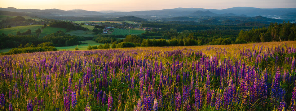 panorama of blooming lupines on a mountain meadow in the light of the rising sun