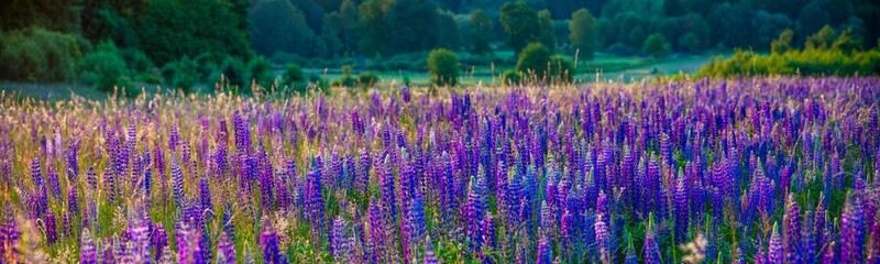 panorama of blooming lupines on a mountain meadow in the light of the rising sun