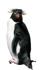 penguin isolated over white