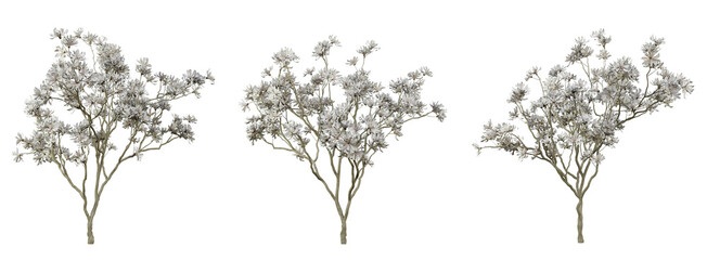 Magnolia stellata tree on transparent background, png trees, 3d render illustration. © Sandy