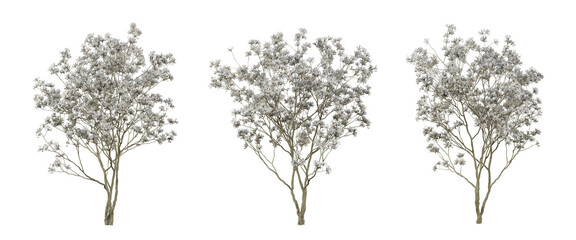 Magnolia stellata tree on transparent background, png trees, 3d render illustration. © Sandy