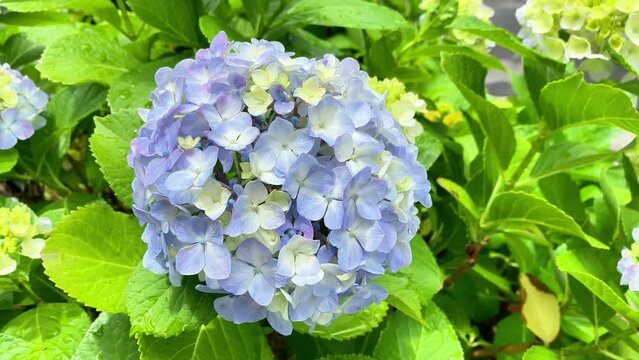 It became hydrangea flowering season